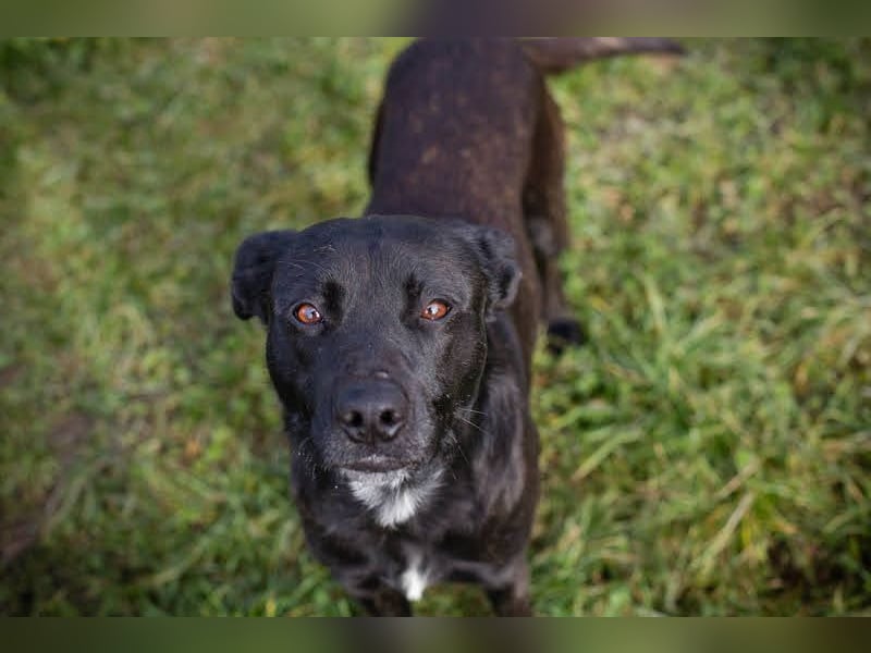 FRITZI - der neugierige, temperamentvolle Rüde geht schon toll an der Leine und möchte viel erleben