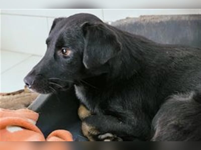 BANJO - black is beautiful - der hübsche Rüde ist etwas zurückhaltend + sucht liebevolle Menschen
