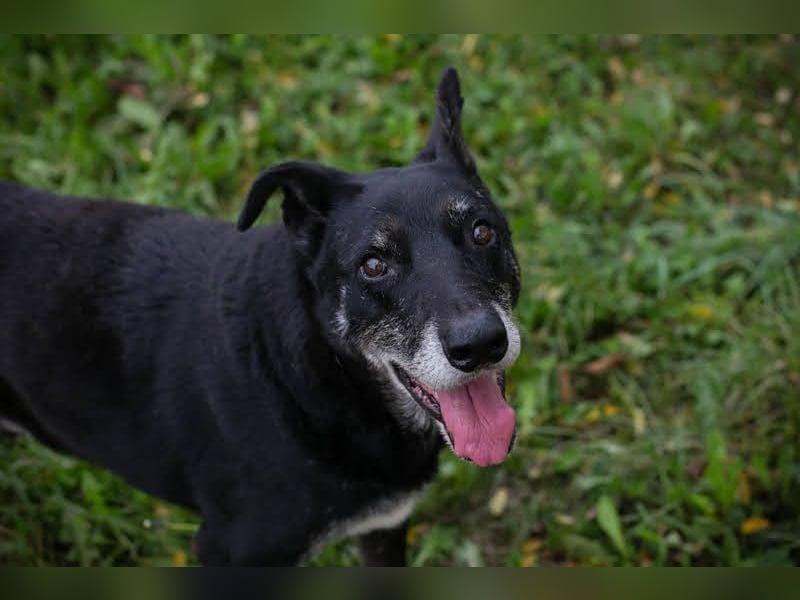MIKY - der liebe Senior möchte noch so gerne sein Für-immer-Zuhause kennenlernen
