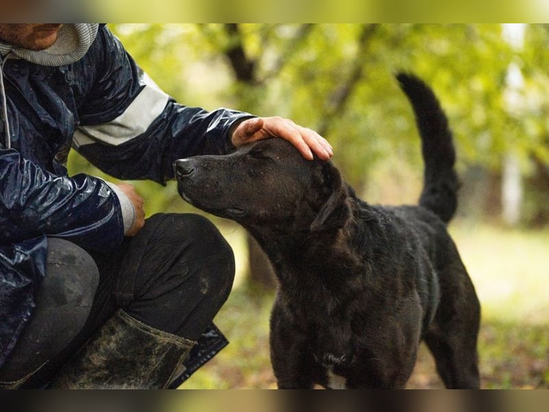 KYLO - der lernwillige Rüde sucht eine unternehmungslustige, aktive Familie für gemeinsame Abenteuer