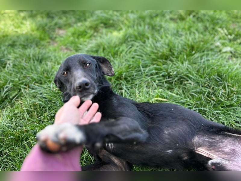 RAJAH - black is beautiful - der hübsche Rüde ist aktiv, verschmust und menschenbezogen