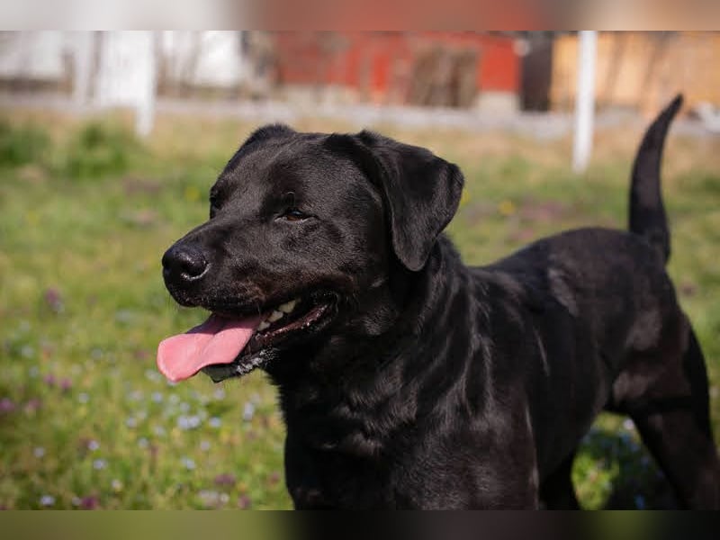 IVAR - Warum nicht einfach mal eine schwarze Fellnase adoptieren? Lieber Rüde sucht aktive Familie!