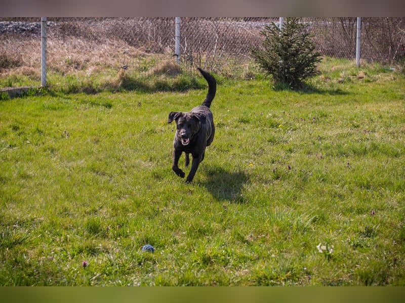 IVAR - Warum nicht einfach mal eine schwarze Fellnase adoptieren? Lieber Rüde sucht aktive Familie!