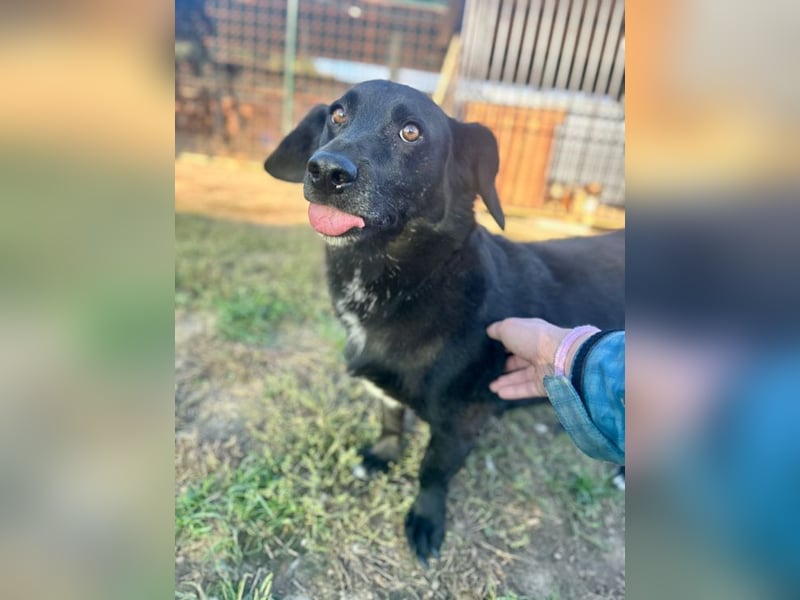 WERNER - wer zeigt dem zurückhaltenden Hundemann, wie schön ein Hundeleben sein kann?