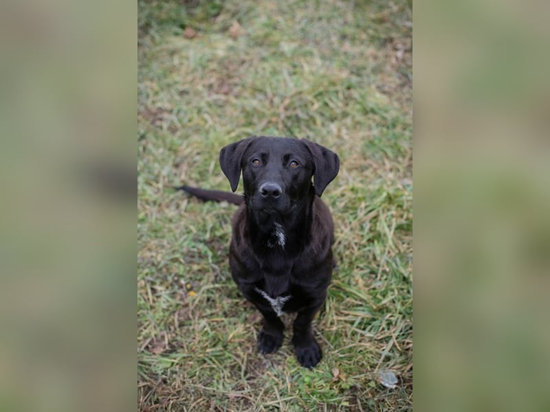 BRADLEY - der aufgeschlossene und neugierige Rüde freut sich auf tolle Abenteuer mit seiner Familie