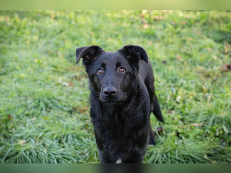 REX - der fröhliche und neugierige Rüde freut sich auf tolle Abenteuer mit seiner.Familie