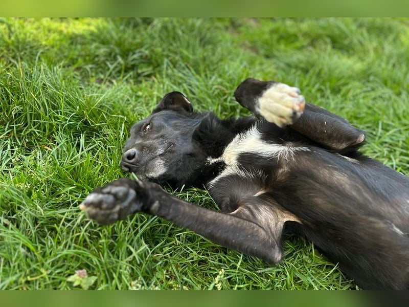 RAJAH - black is beautiful - der hübsche Rüde ist aktiv, verschmust und menschenbezogen