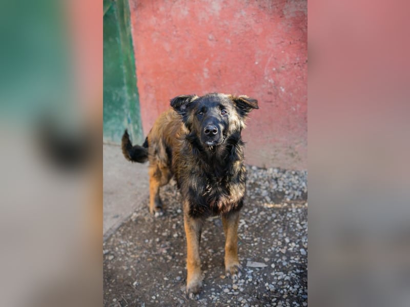 DOBBY - dieser tolle Kumpel freut sich auf spannende Abenteuer an der Seite seiner Menschen!