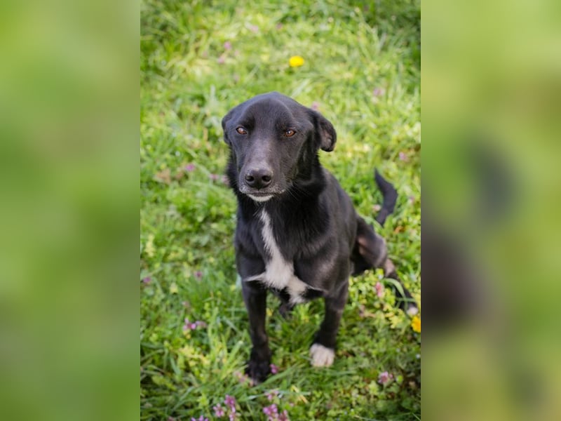 RAJAH - black is beautiful - der hübsche Rüde ist aktiv, verschmust und menschenbezogen