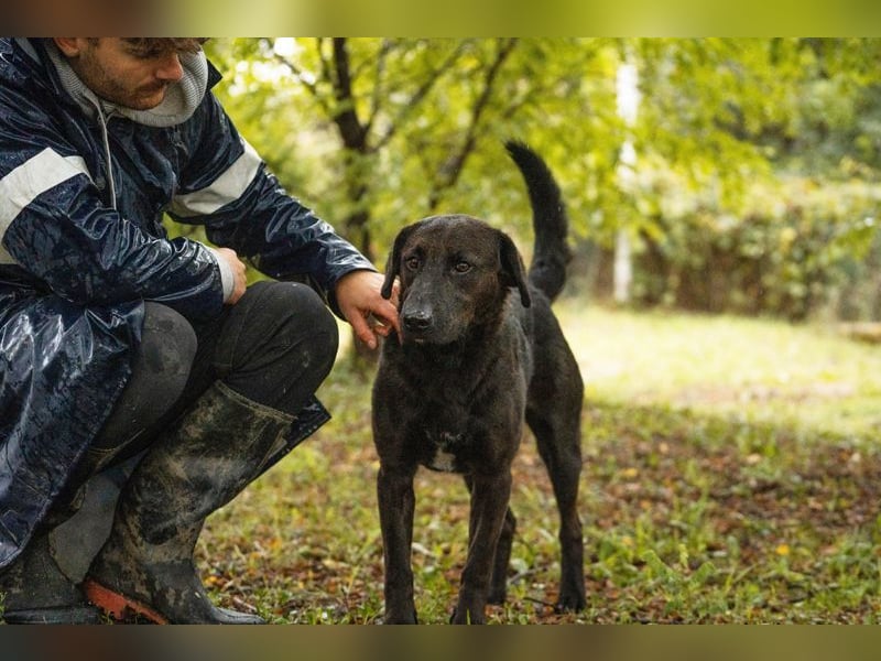 KYLO - der lernwillige Rüde sucht eine unternehmungslustige, aktive Familie für gemeinsame Abenteuer