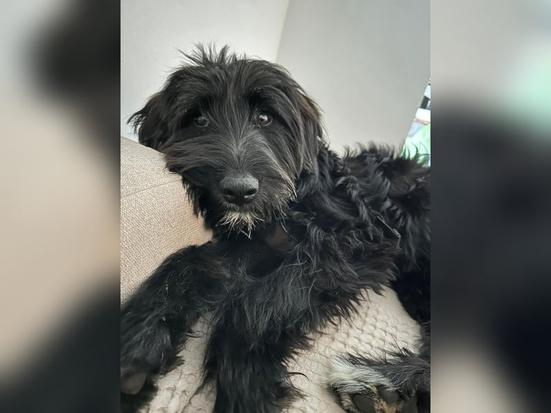 HECTOR - der lebhafte und liebevolle hübsche Rüde sucht ein neues Zuhause...