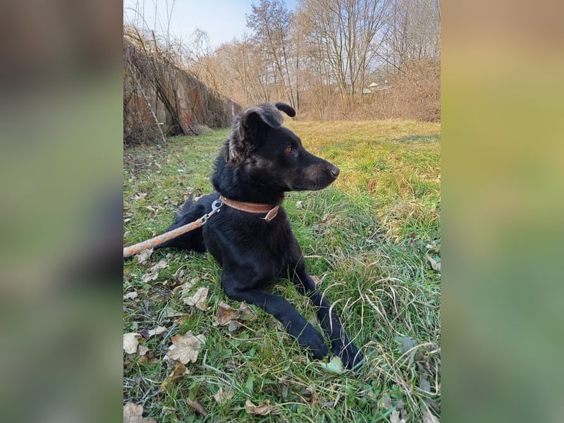 NOX - wer zeigt dem freundlichen Rüden, wie schön ein Hundeleben sein kann?