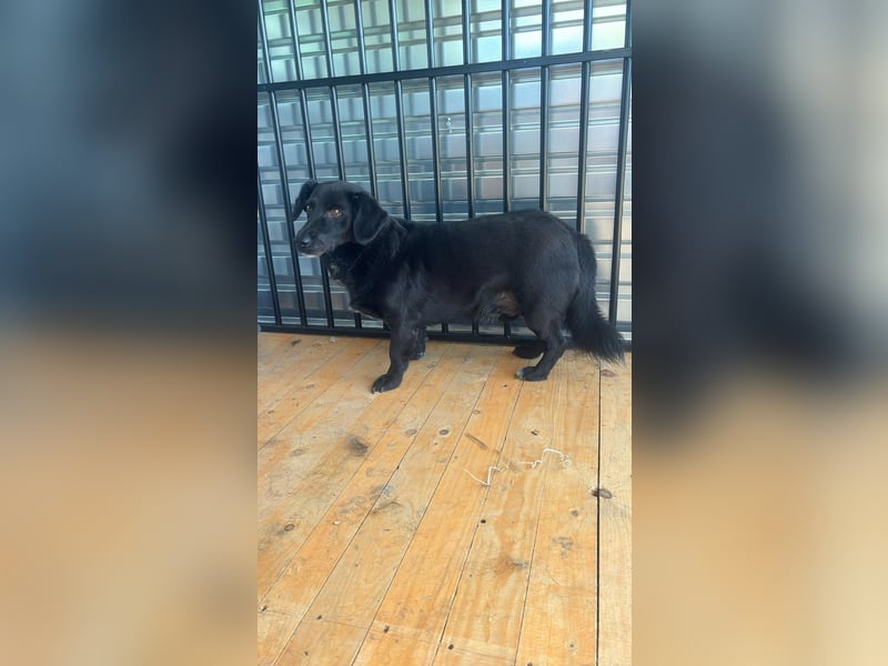 WERNER - wer zeigt dem zurückhaltenden Hundemann, wie schön ein Hundeleben sein kann?