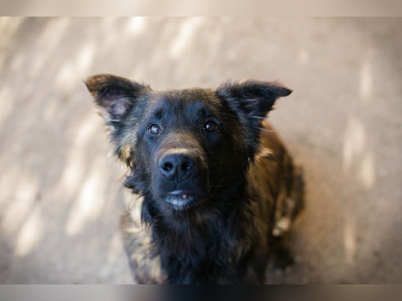 DOBBY - dieser tolle Kumpel freut sich auf spannende Abenteuer an der Seite seiner Menschen!