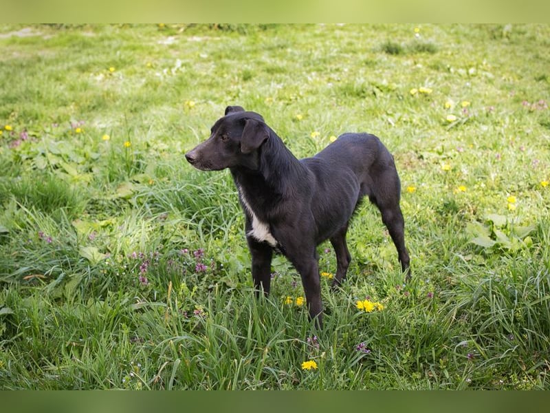 RAJAH - black is beautiful - der hübsche Rüde ist aktiv, verschmust und menschenbezogen