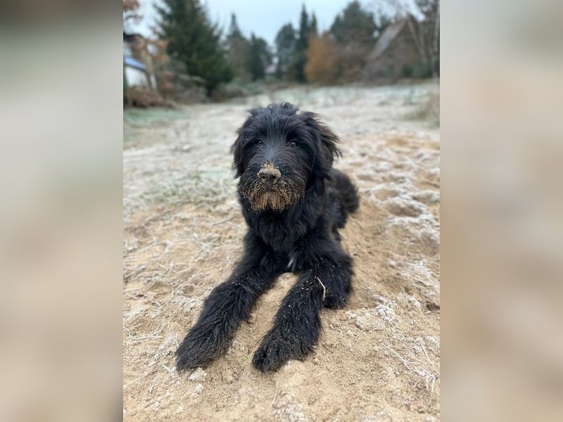 HECTOR - der lebhafte und liebevolle hübsche Rüde sucht ein neues Zuhause...