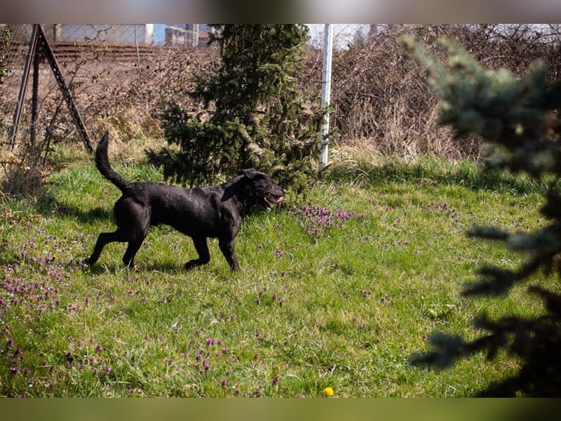 IVAR - Warum nicht einfach mal eine schwarze Fellnase adoptieren? Lieber Rüde sucht aktive Familie!