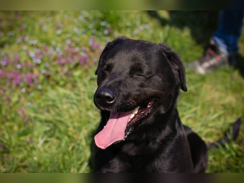 IVAR - Warum nicht einfach mal eine schwarze Fellnase adoptieren? Lieber Rüde sucht aktive Familie!