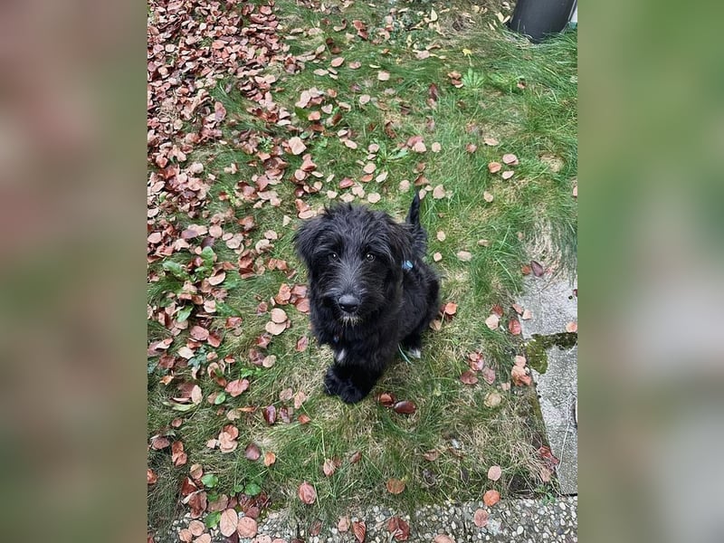 HECTOR - der lebhafte und liebevolle hübsche Rüde sucht ein neues Zuhause...