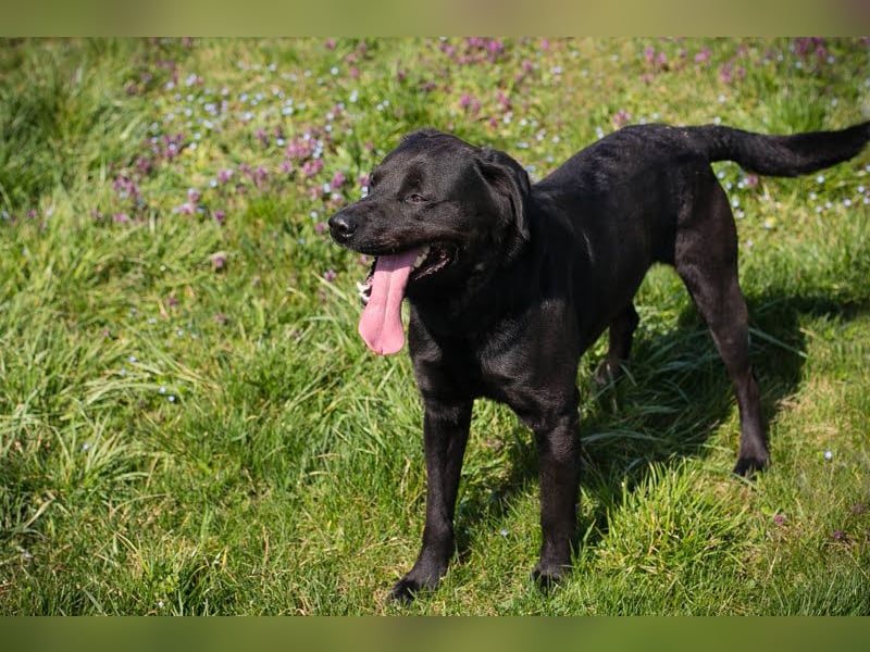 IVAR - Warum nicht einfach mal eine schwarze Fellnase adoptieren? Lieber Rüde sucht aktive Familie!