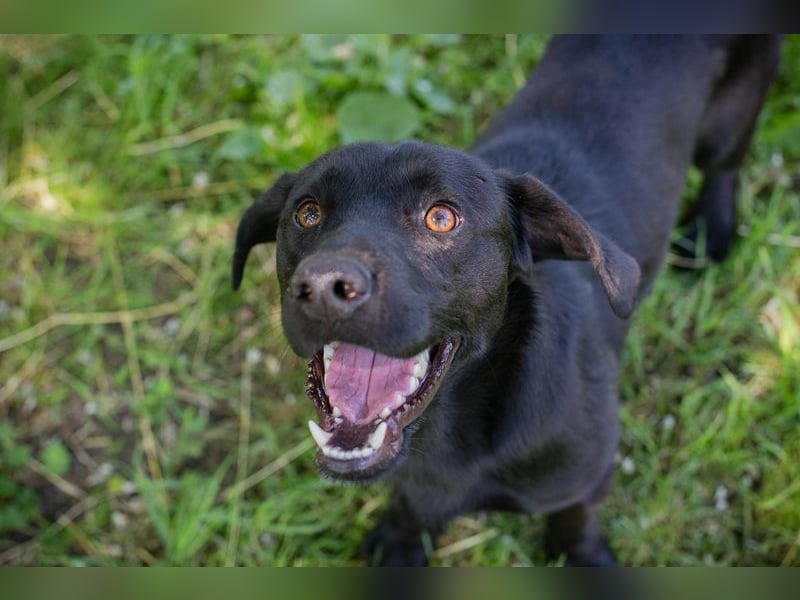 LUCKY - der aktive, verspielte und liebe Hundemann freut sich auf ein eigenes Zuhause