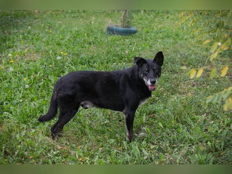 MIKY - der liebe Senior möchte noch so gerne sein Für-immer-Zuhause kennenlernen