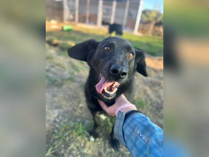 WERNER - wer zeigt dem zurückhaltenden Hundemann, wie schön ein Hundeleben sein kann?