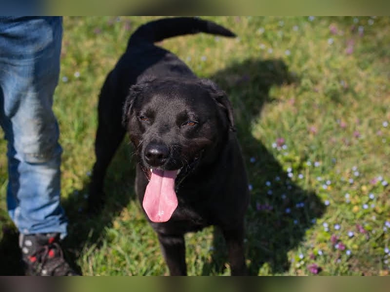 IVAR - Warum nicht einfach mal eine schwarze Fellnase adoptieren? Lieber Rüde sucht aktive Familie!