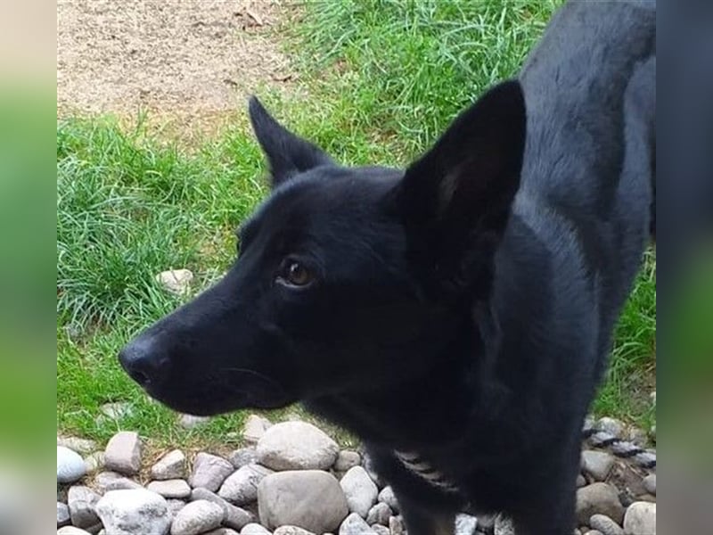 PRUDY - der brave Rüde liebt Menschen und Artgenossen und ist sehr lernwillig