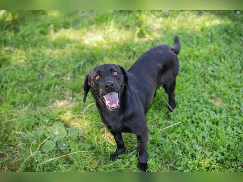 LUCKY - der aktive, verspielte und liebe Hundemann freut sich auf ein eigenes Zuhause