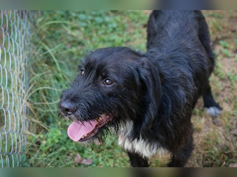 YUNO - der zugängliche, liebe Hundemann liebt Menschen und Artgenossen und sucht ein tolles Zuhause