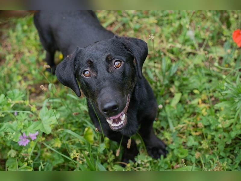 Chip-Nr. 232142 - der aktive und verspielte Hundemann möchte mit seinen Menschen die Welt entdecken