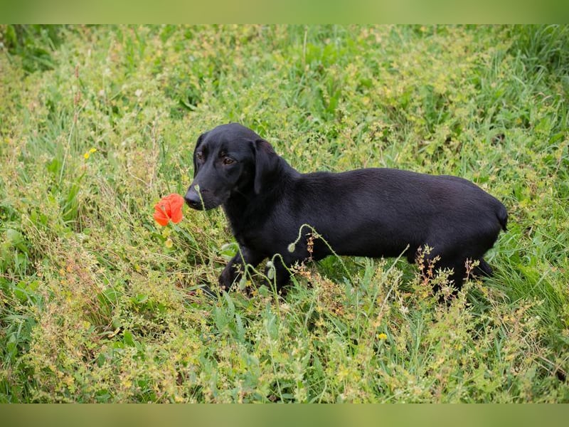 Chip-Nr. 232142 - der aktive und verspielte Hundemann möchte mit seinen Menschen die Welt entdecken