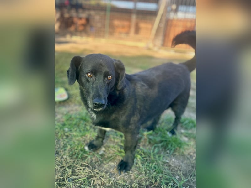 WERNER - wer zeigt dem zurückhaltenden Hundemann, wie schön ein Hundeleben sein kann?