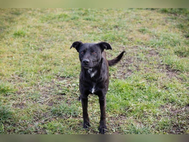 FRITZI - der neugierige, temperamentvolle Rüde geht schon toll an der Leine und möchte viel erleben