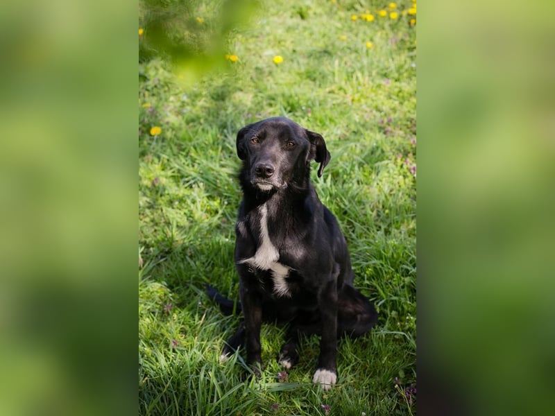 RAJAH - black is beautiful - der hübsche Rüde ist aktiv, verschmust und menschenbezogen