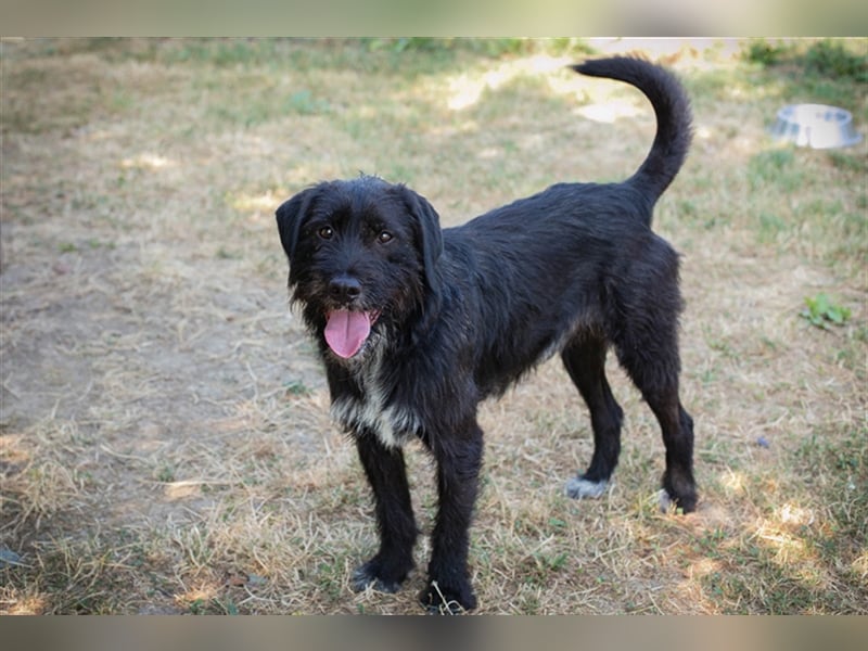YUNO - der zugängliche, liebe Hundemann liebt Menschen und Artgenossen und sucht ein tolles Zuhause