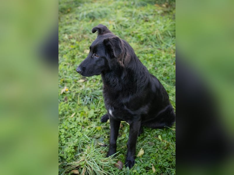 REX - der fröhliche und neugierige Rüde freut sich auf tolle Abenteuer mit seiner.Familie