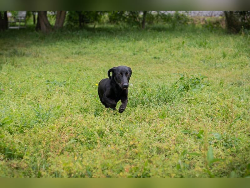 Chip-Nr. 232142 - der aktive und verspielte Hundemann möchte mit seinen Menschen die Welt entdecken
