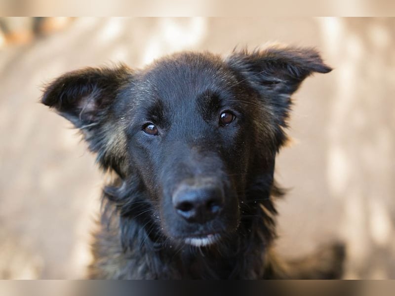DOBBY - dieser tolle Kumpel freut sich auf spannende Abenteuer an der Seite seiner Menschen!