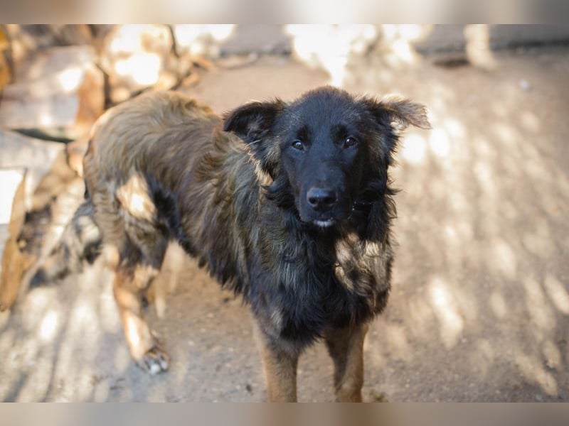 DOBBY - dieser tolle Kumpel freut sich auf spannende Abenteuer an der Seite seiner Menschen!