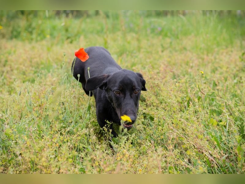 Chip-Nr. 232142 - der aktive und verspielte Hundemann möchte mit seinen Menschen die Welt entdecken