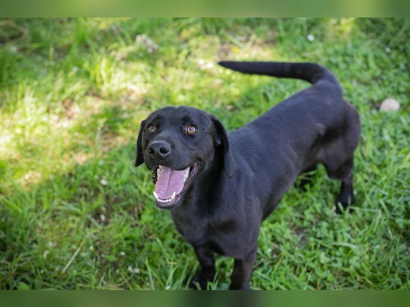 LUCKY - der aktive, verspielte und liebe Hundemann freut sich auf ein eigenes Zuhause