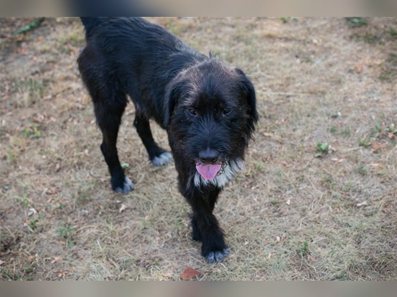 YUNO - der zugängliche, liebe Hundemann liebt Menschen und Artgenossen und sucht ein tolles Zuhause