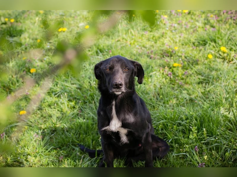 RAJAH - black is beautiful - der hübsche Rüde ist aktiv, verschmust und menschenbezogen