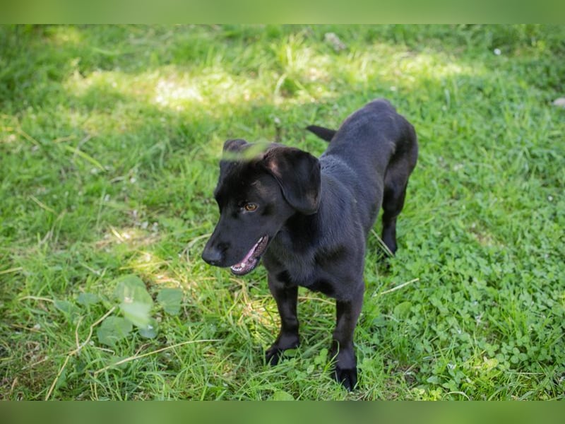 LUCKY - der aktive, verspielte und liebe Hundemann freut sich auf ein eigenes Zuhause