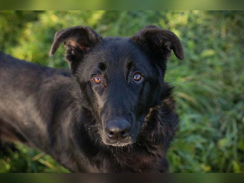 REX - der fröhliche und neugierige Rüde freut sich auf tolle Abenteuer mit seiner.Familie