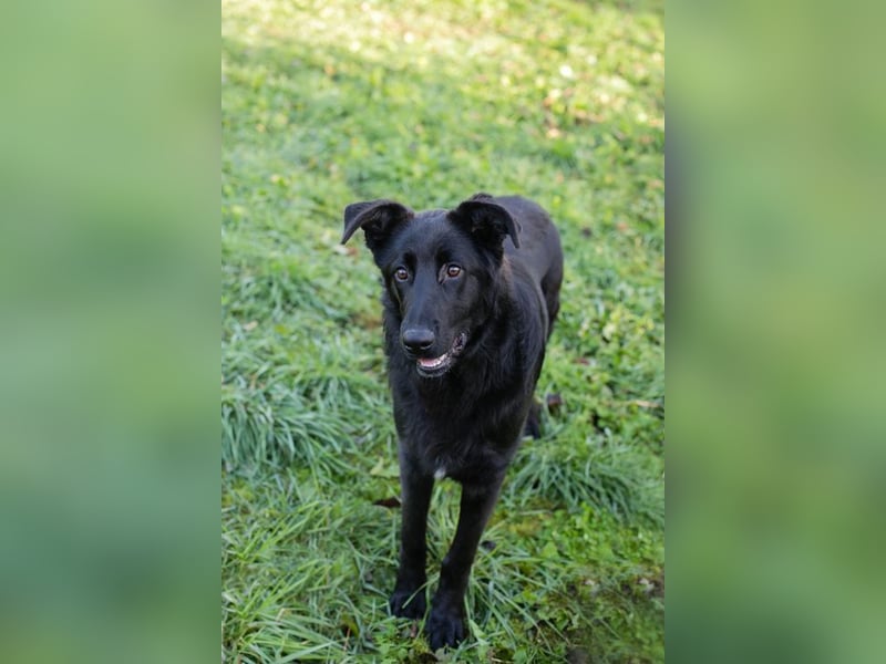 REX - der fröhliche und neugierige Rüde freut sich auf tolle Abenteuer mit seiner.Familie