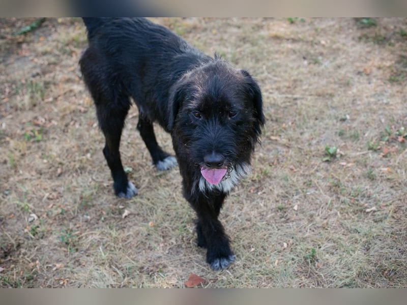 YUNO - der zugängliche, liebe Hundemann liebt Menschen und Artgenossen und sucht ein tolles Zuhause