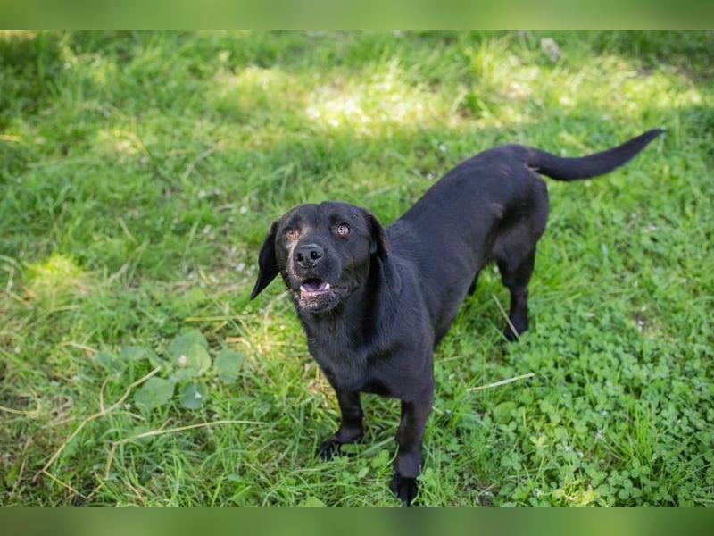 LUCKY - der aktive, verspielte und liebe Hundemann freut sich auf ein eigenes Zuhause